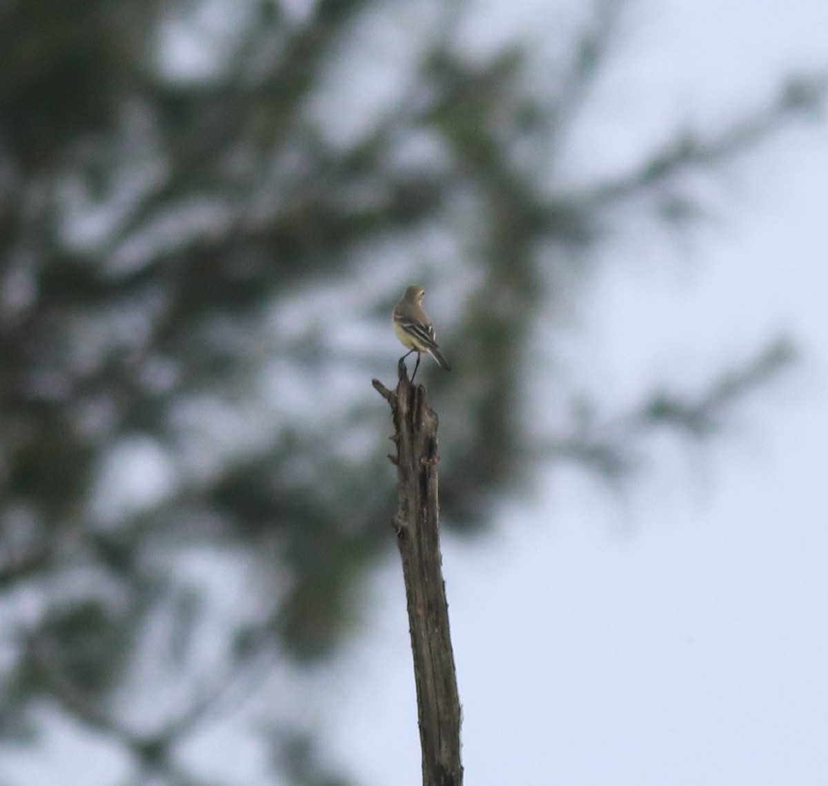 Western Yellow Wagtail - ML649385804