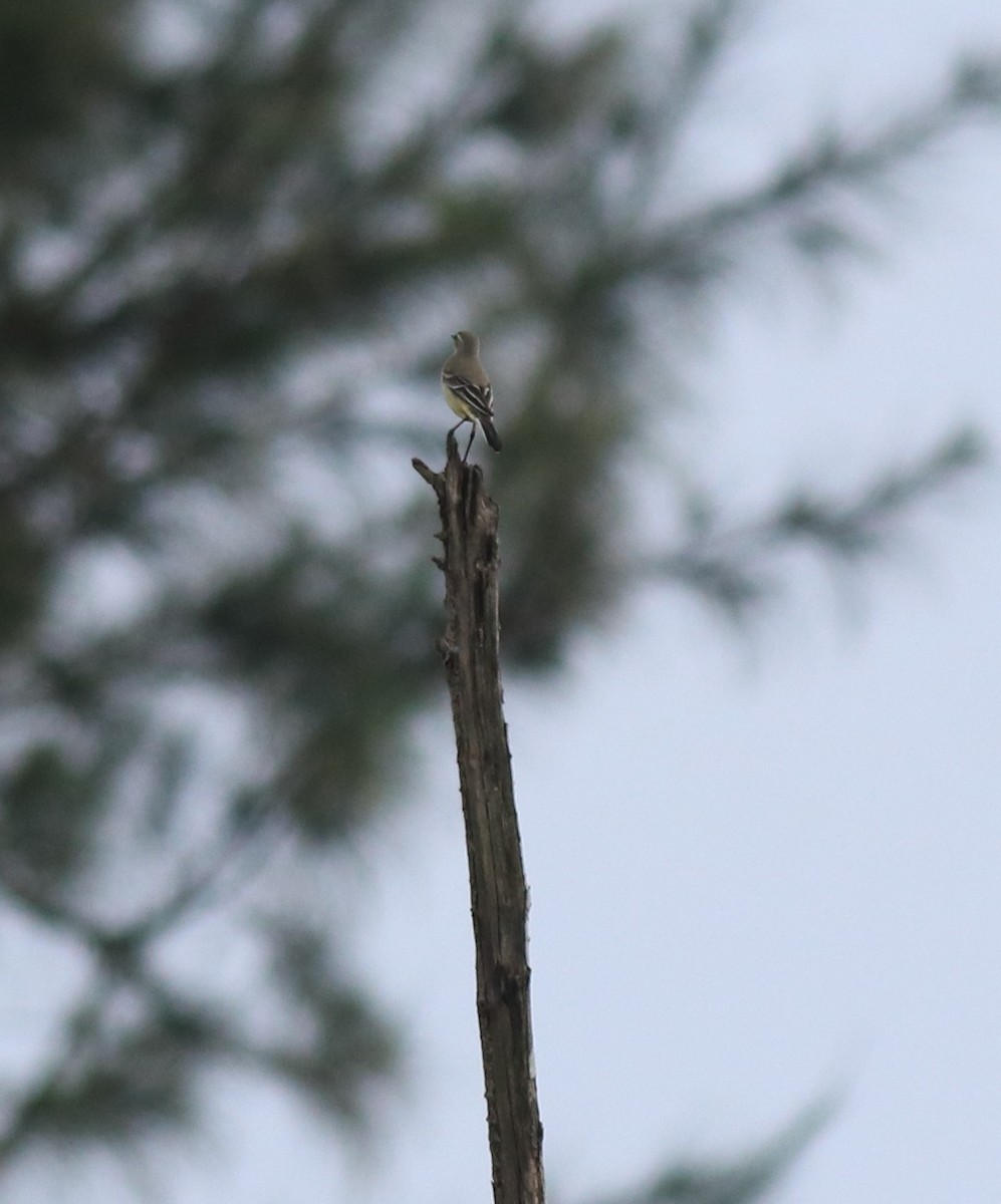 Western Yellow Wagtail - ML649385805