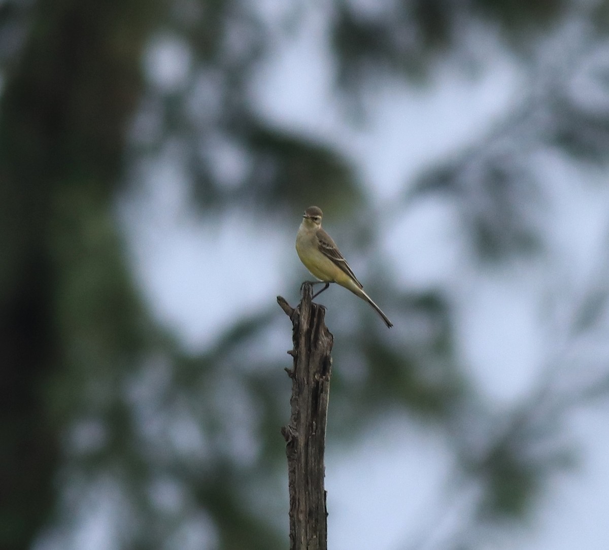 Western Yellow Wagtail - ML649385806
