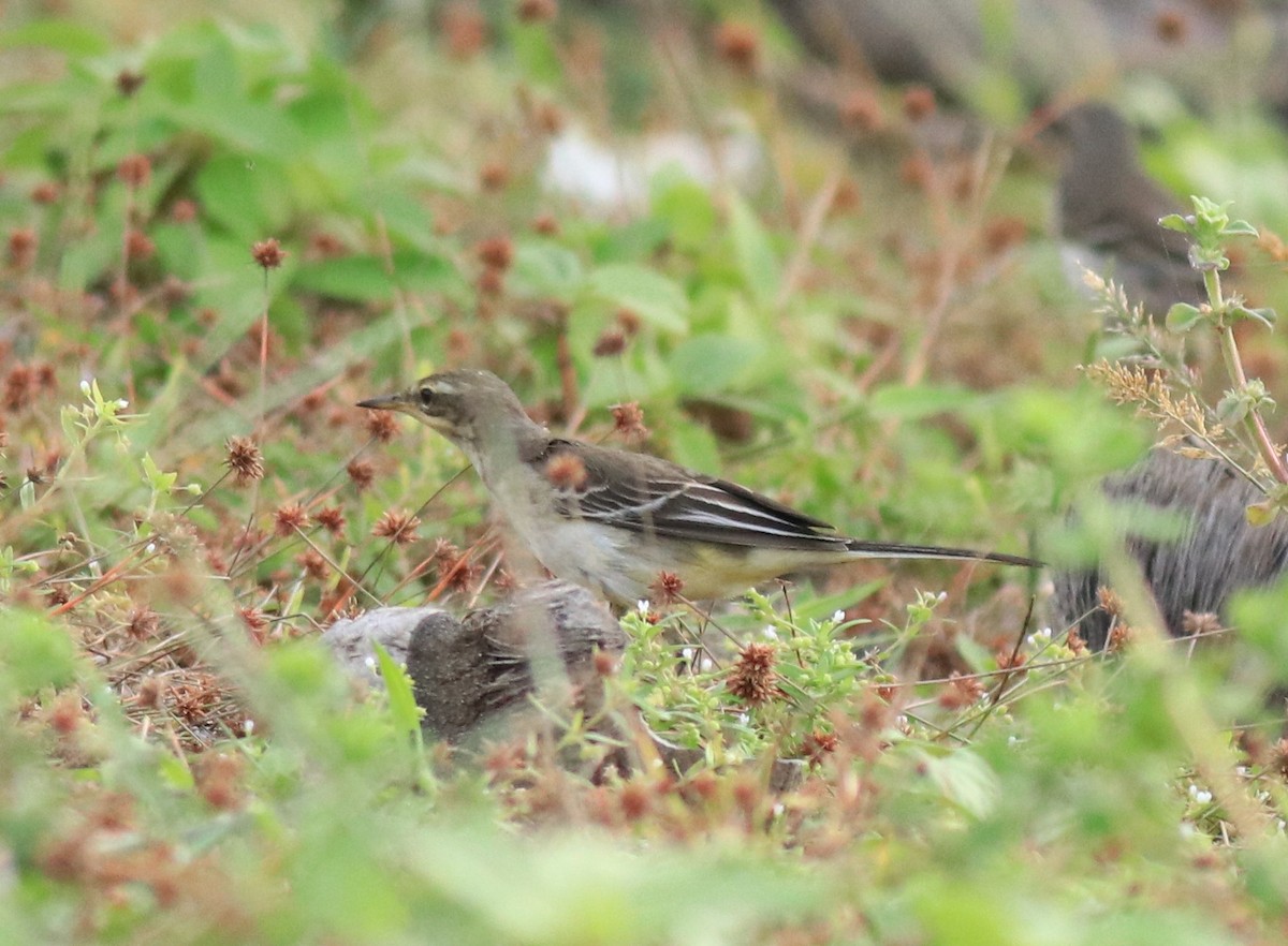 Western Yellow Wagtail - ML649385807