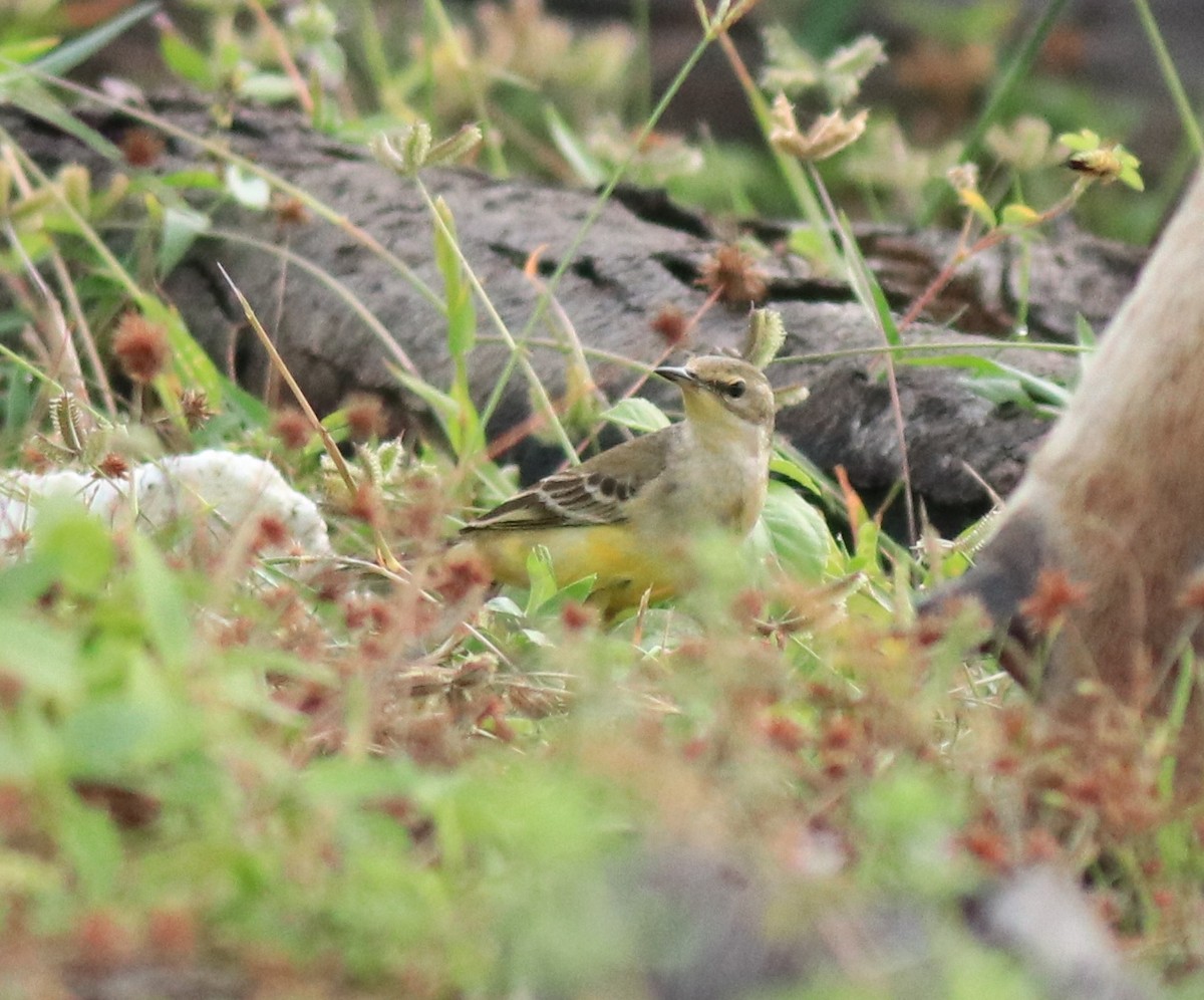 Western Yellow Wagtail - ML649385808