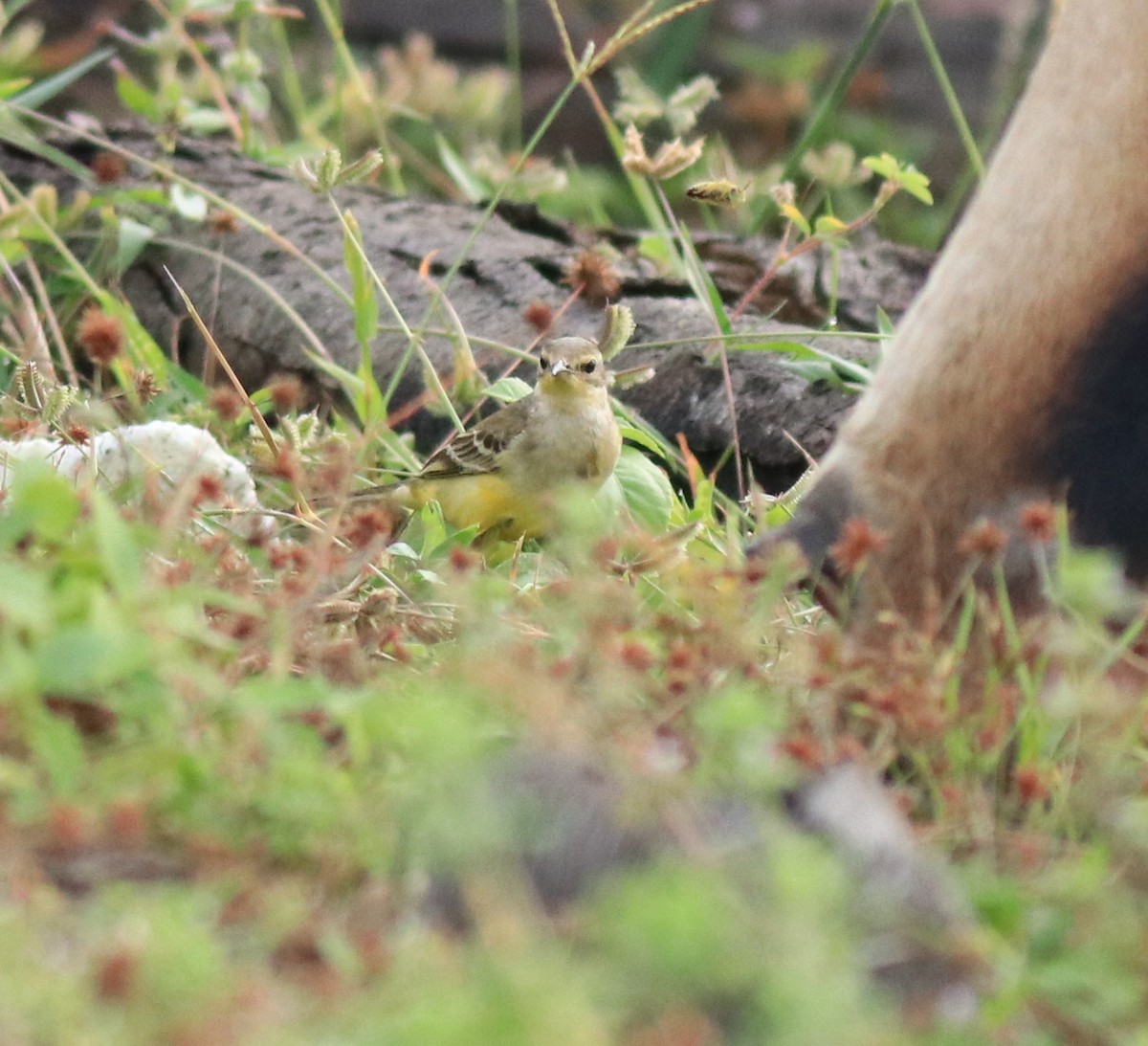 Western Yellow Wagtail - ML649385809