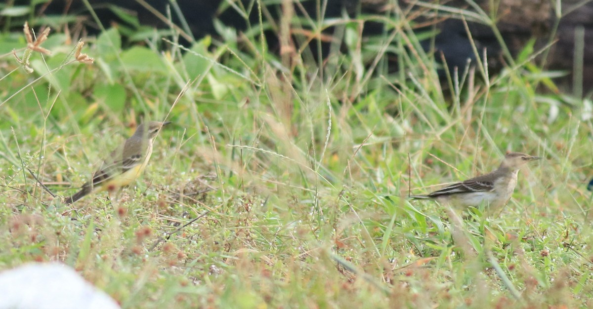 Western Yellow Wagtail - ML649385810