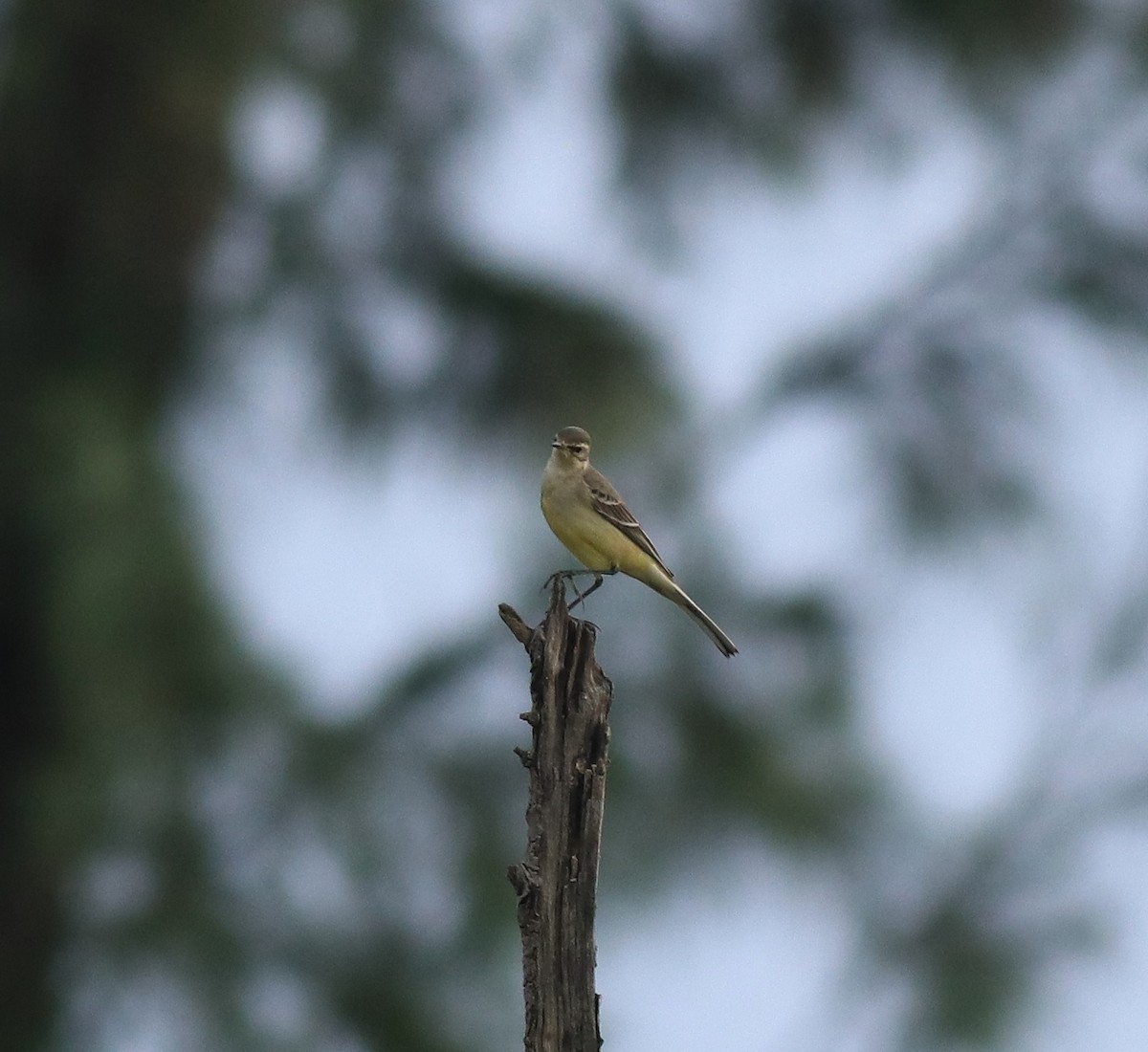 Western Yellow Wagtail - ML649385811