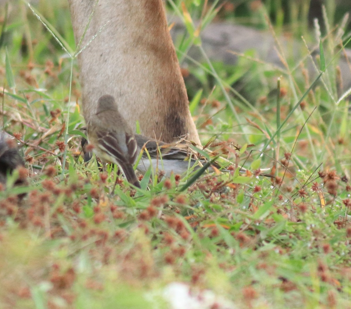 Western Yellow Wagtail - ML649385812