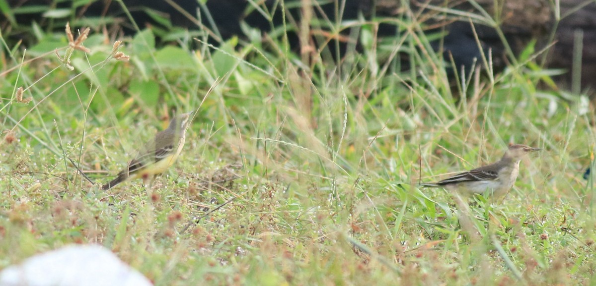 Western Yellow Wagtail - ML649385813