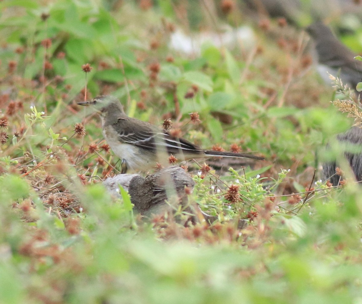 Western Yellow Wagtail - ML649385814