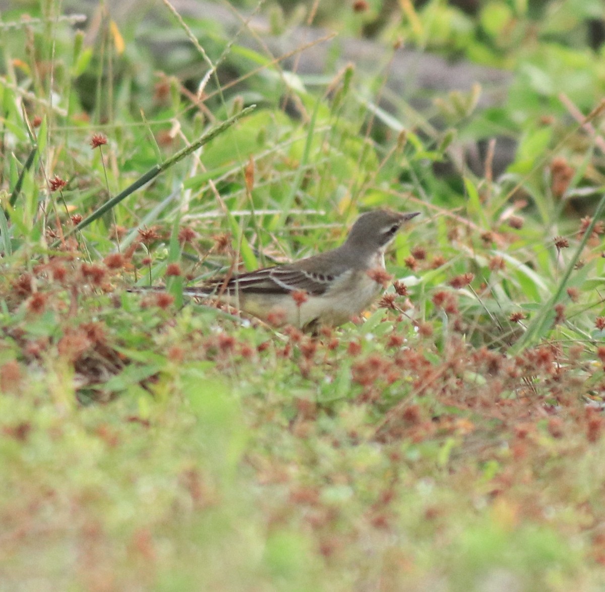 Western Yellow Wagtail - ML649385815