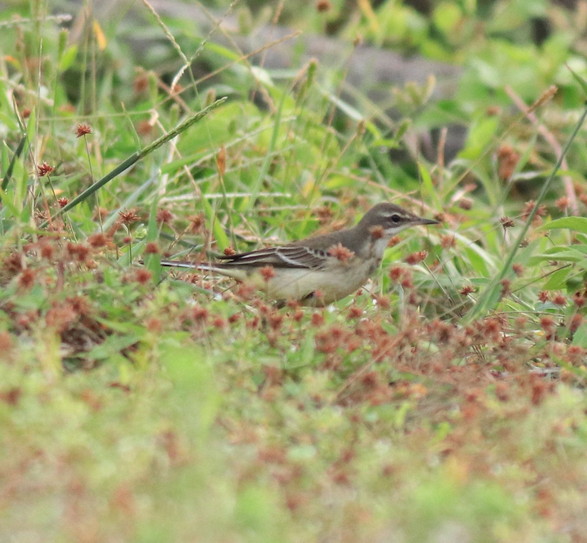 Western Yellow Wagtail - ML649385816