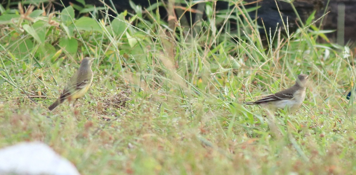 Western Yellow Wagtail - ML649385817