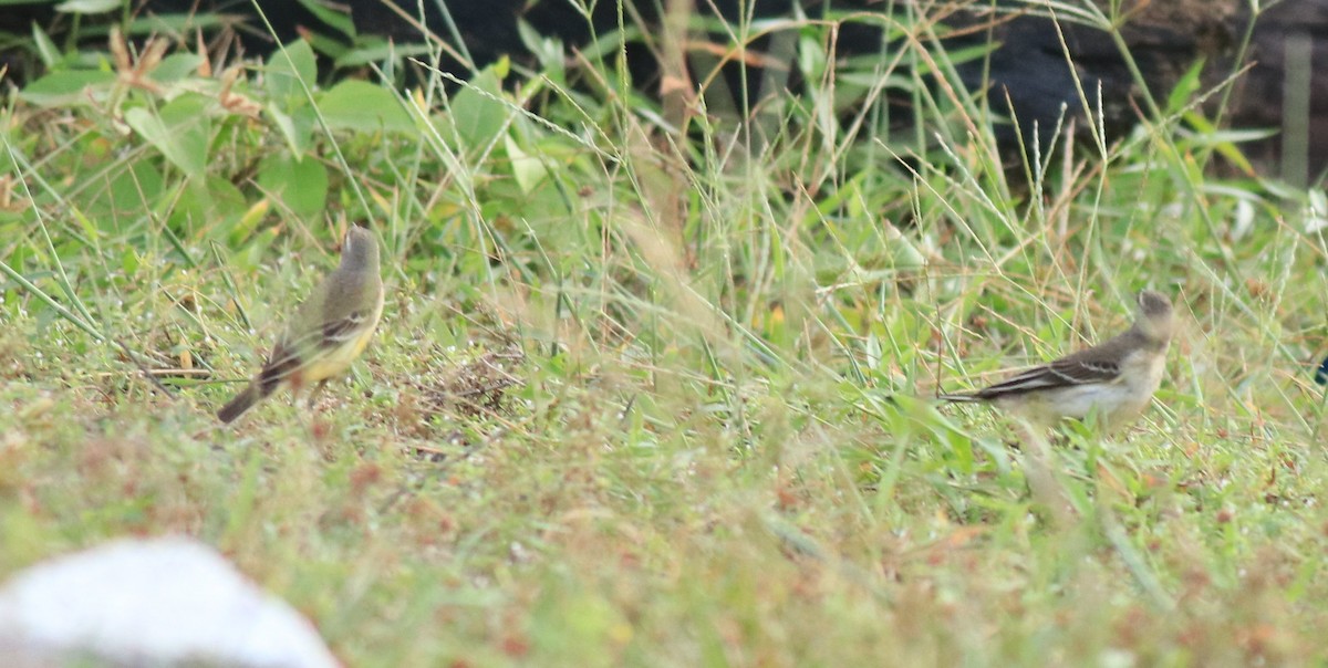Western Yellow Wagtail - ML649385818