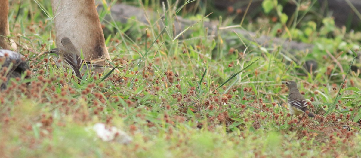 Western Yellow Wagtail - ML649385819