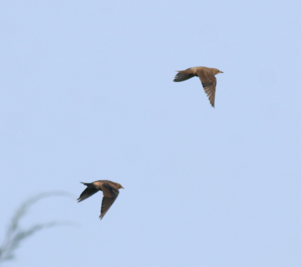 Rosy Starling - ML649385876