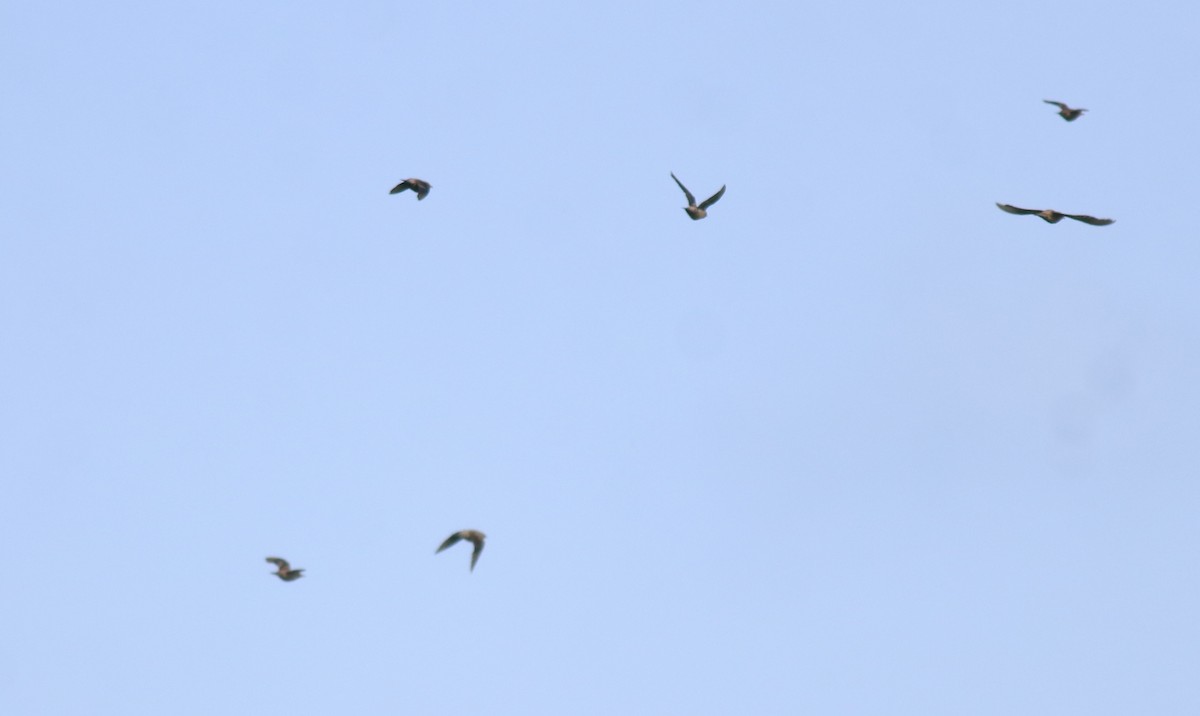 Rosy Starling - ML649385877