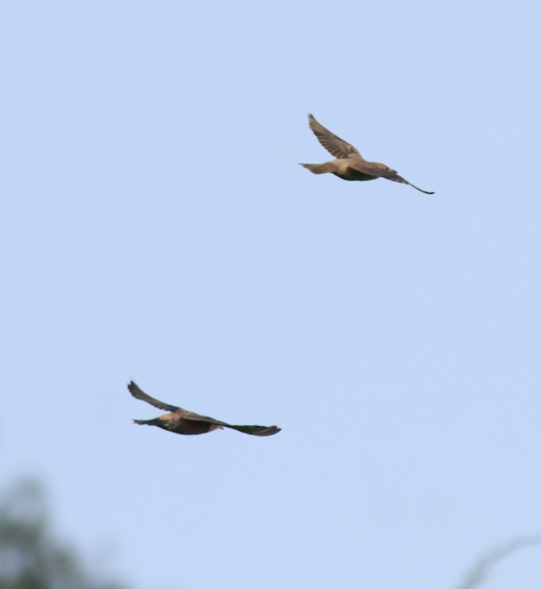 Rosy Starling - ML649385878