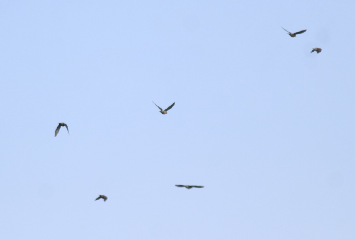 Rosy Starling - ML649385880