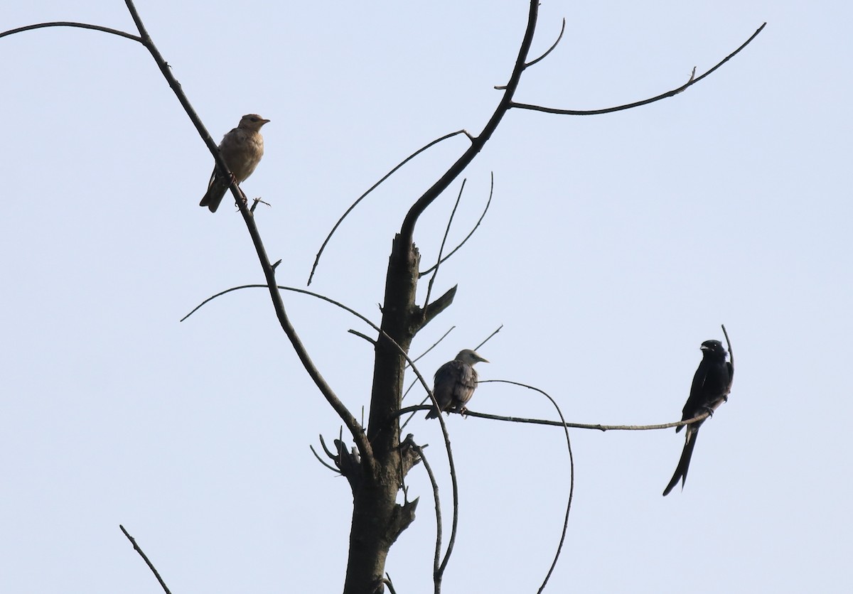 Rosy Starling - ML649385881