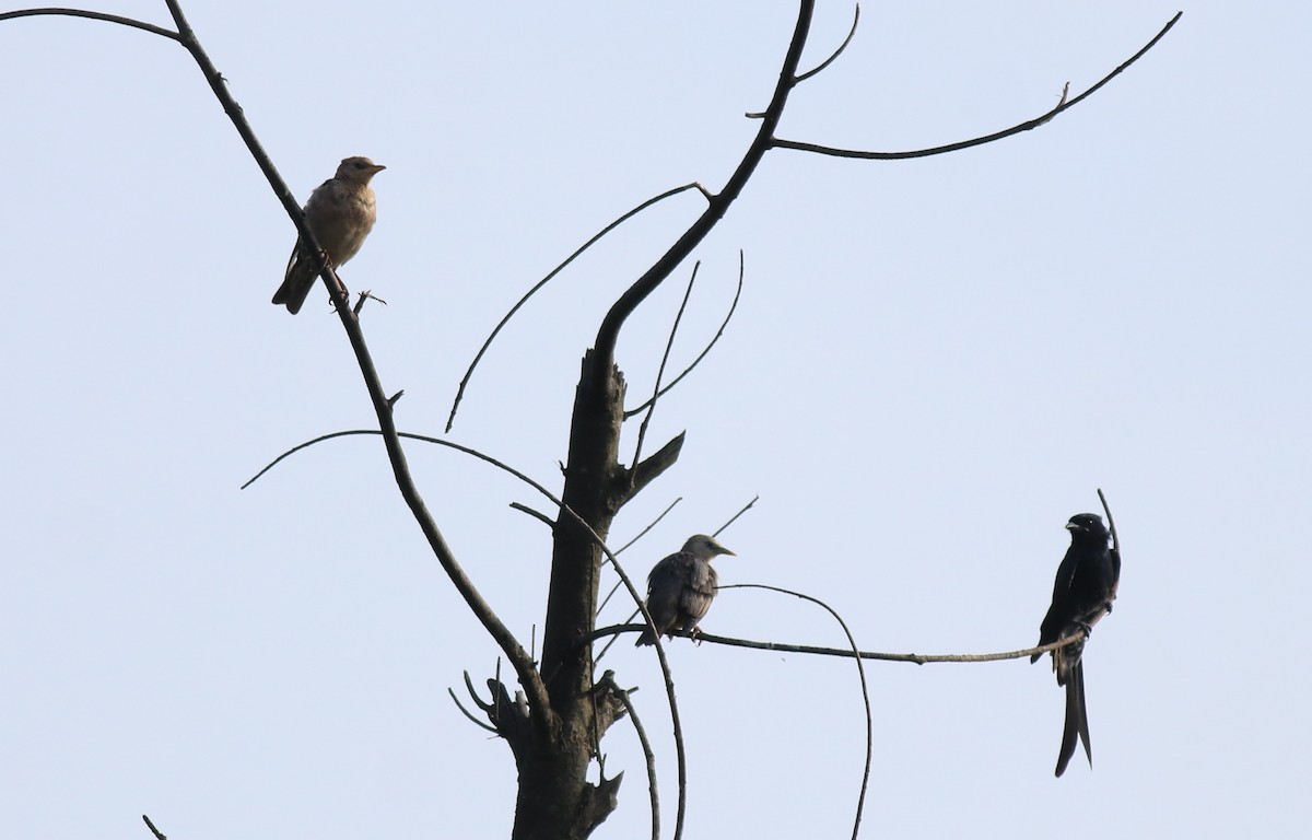 Black Drongo - ML649385886