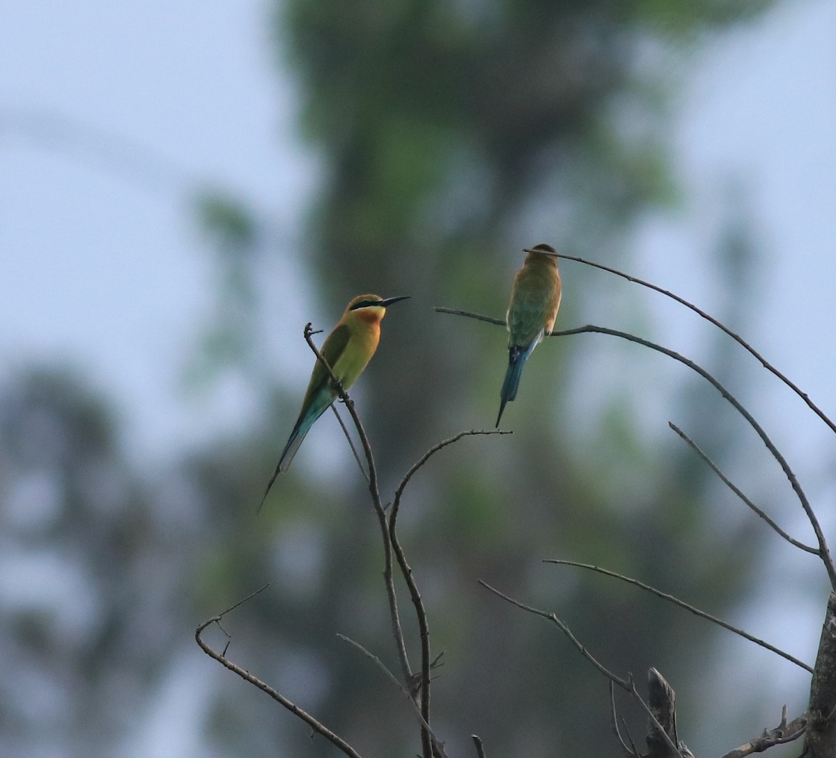 Blue-tailed Bee-eater - ML649385890