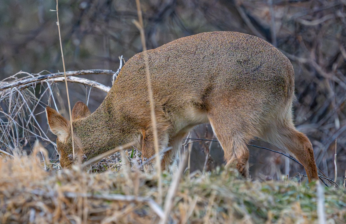 Korean Water Deer - ML649386005