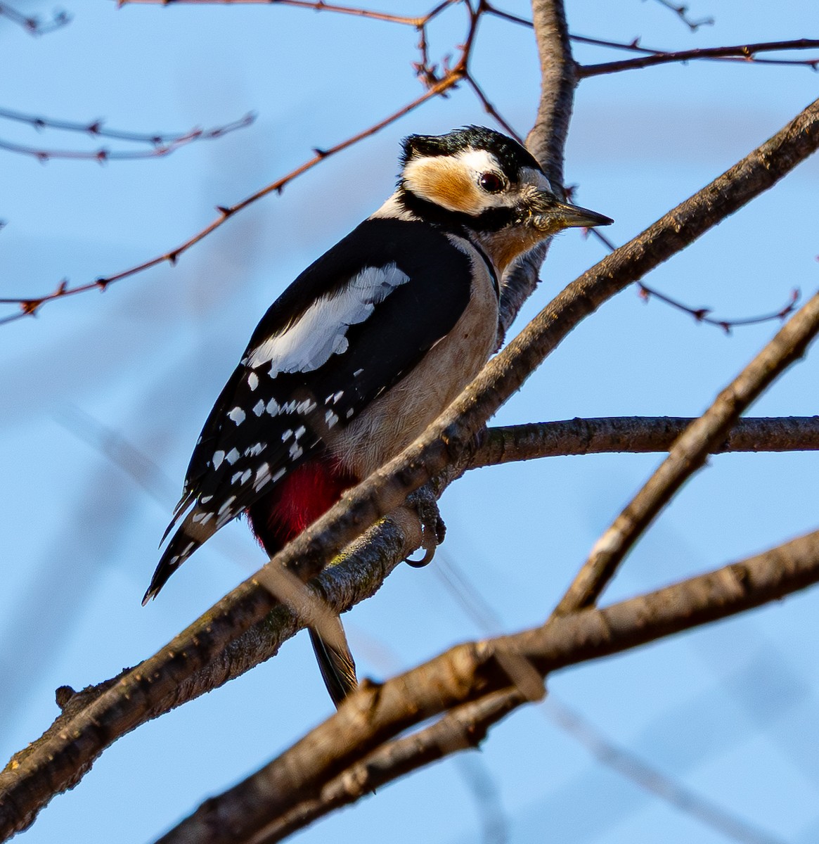 Great Spotted Woodpecker - 민호Min-Ho 김Kim