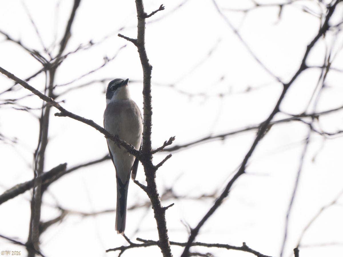 Ryukyu Minivet - ML649386069