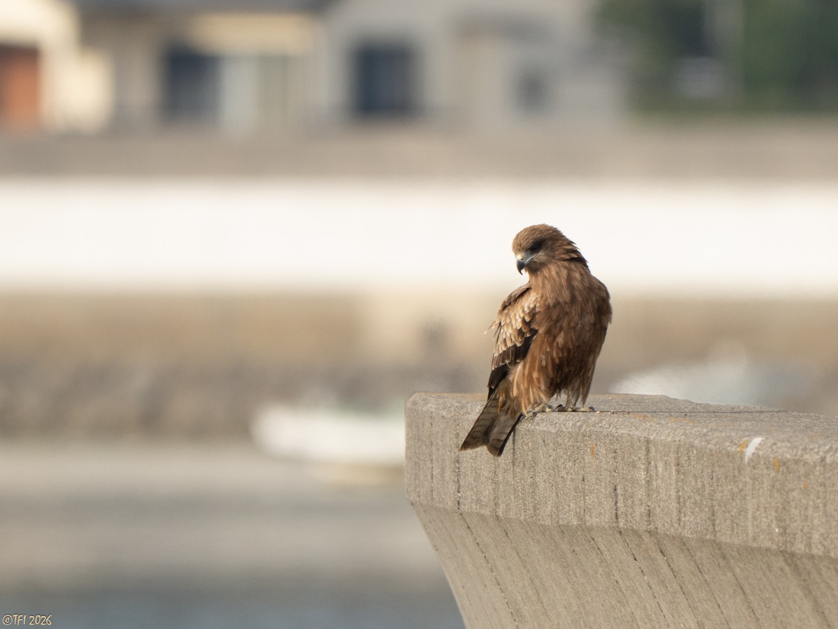 דיה שחורה (מזרחית) - ML649386097