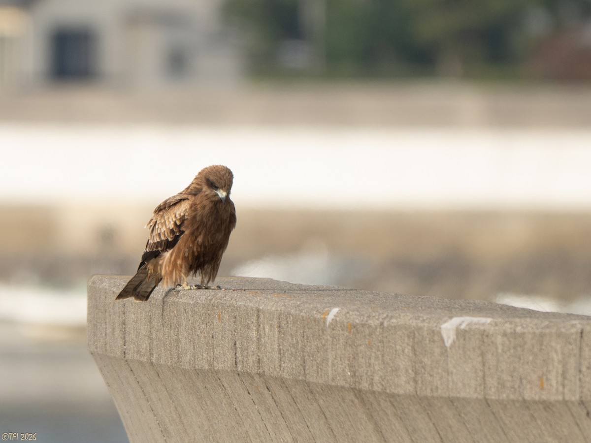 דיה שחורה (מזרחית) - ML649386104
