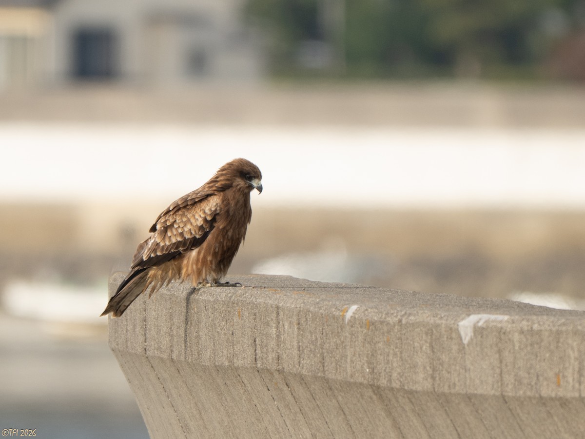 דיה שחורה (מזרחית) - ML649386106