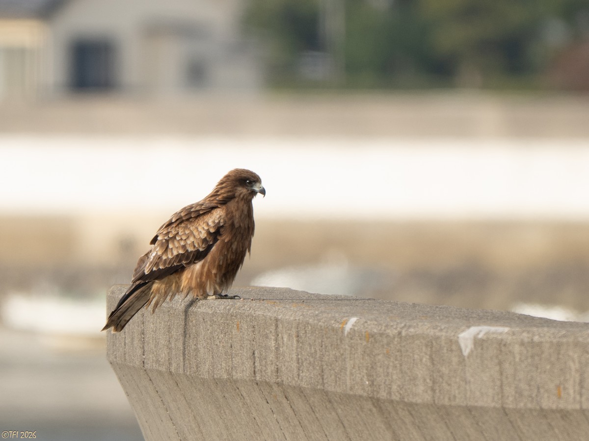 דיה שחורה (מזרחית) - ML649386110