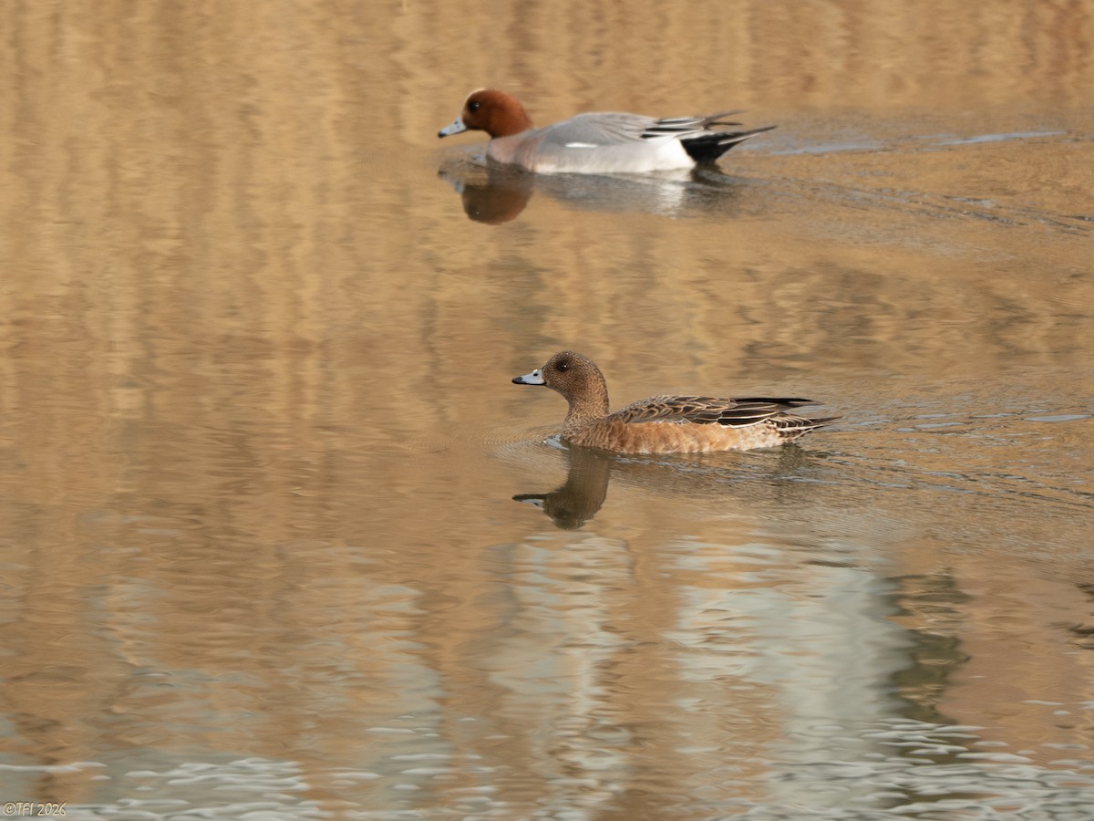 ברווז צהוב-מצח - ML649386131