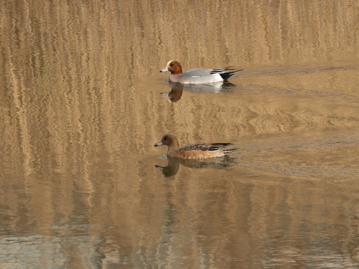 ברווז צהוב-מצח - ML649386136