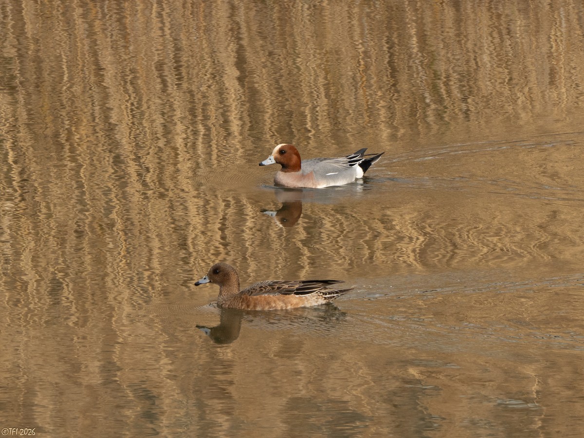 ברווז צהוב-מצח - ML649386138