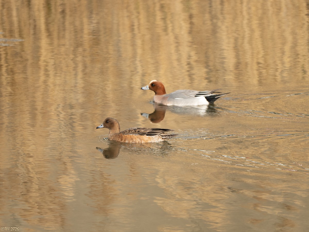 ברווז צהוב-מצח - ML649386142