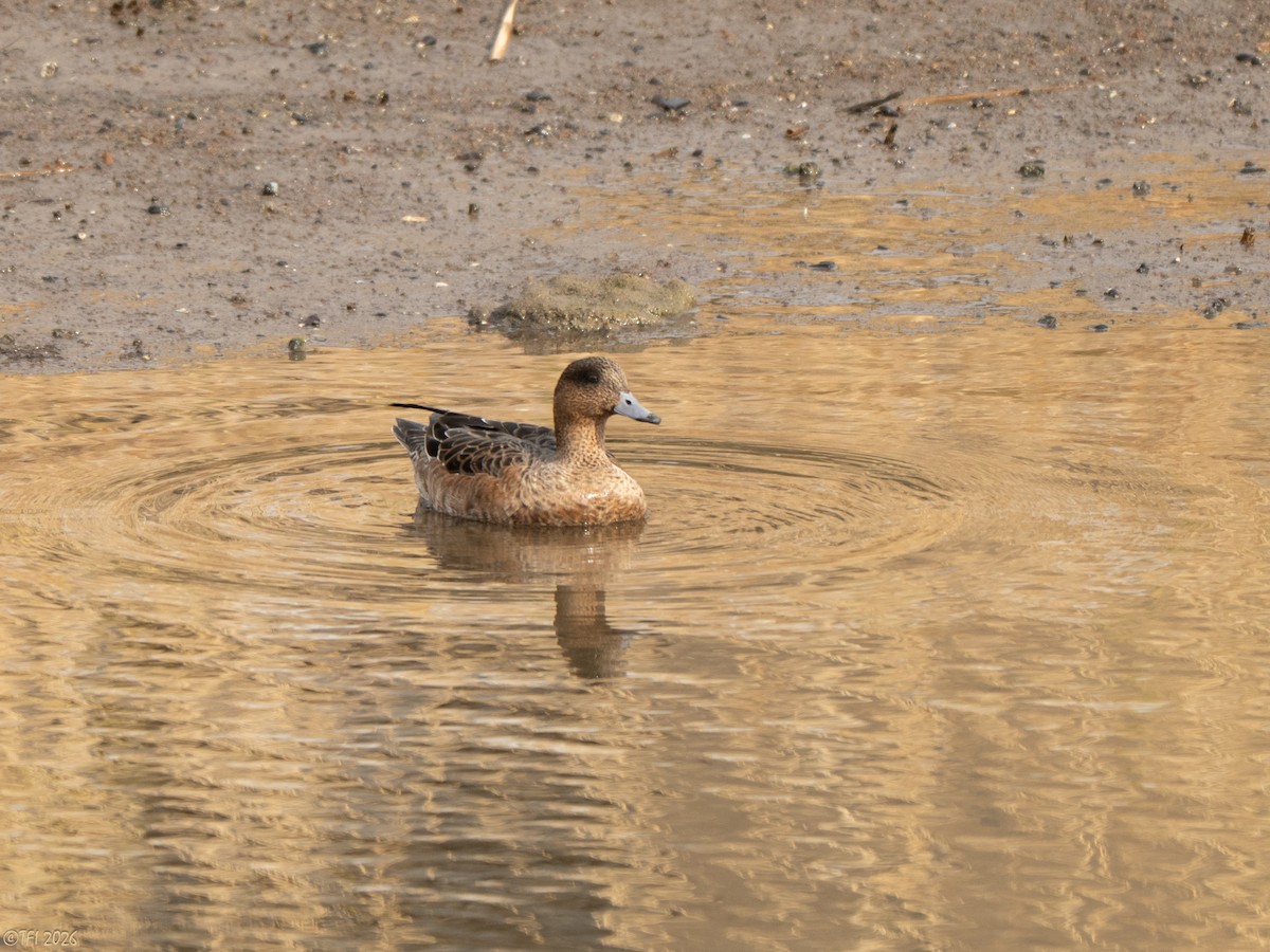 ברווז צהוב-מצח - ML649386150