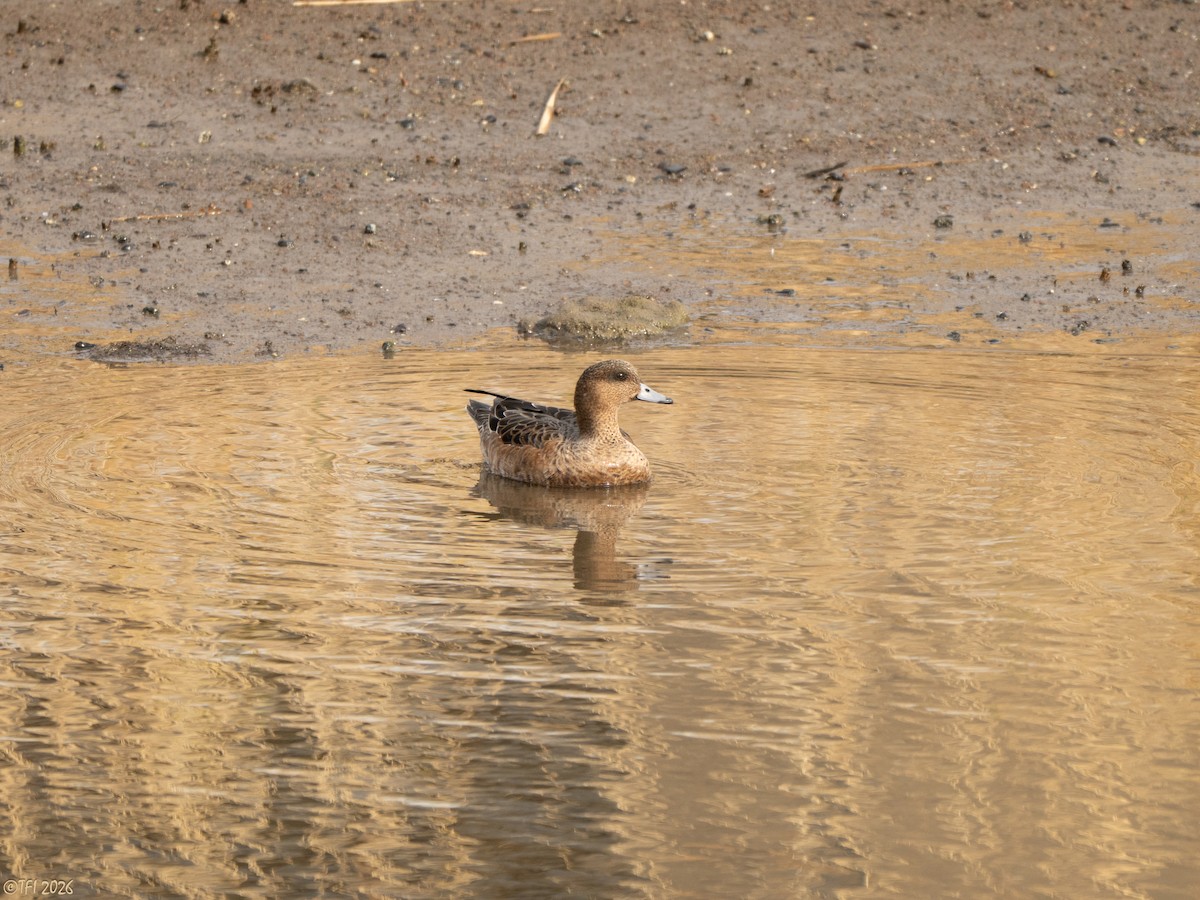 ברווז צהוב-מצח - ML649386153
