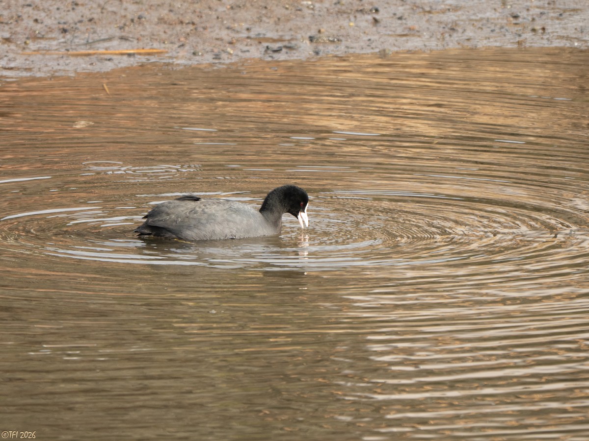 אגמית מצויה - ML649386170