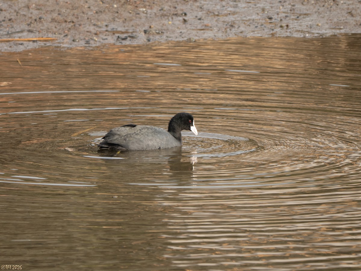 אגמית מצויה - ML649386173