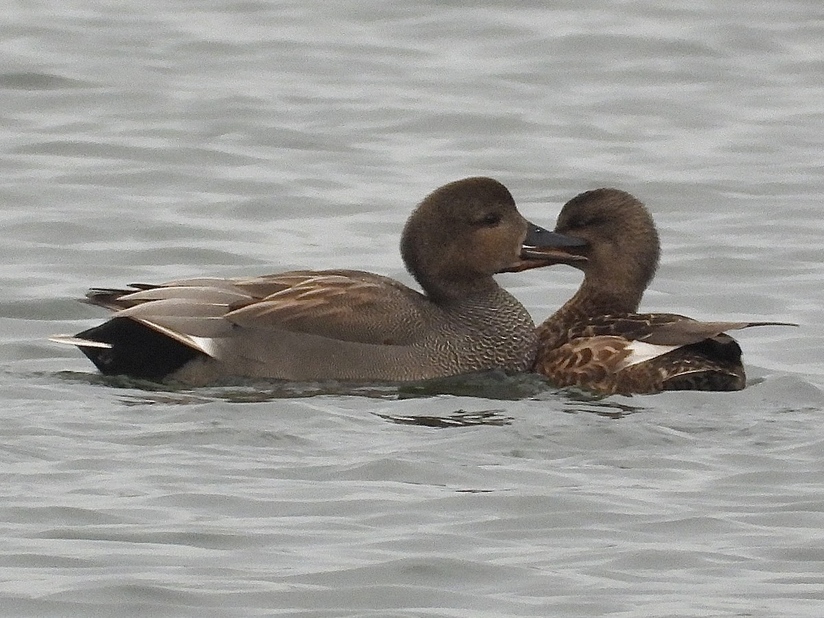 Gadwall - ML649386237