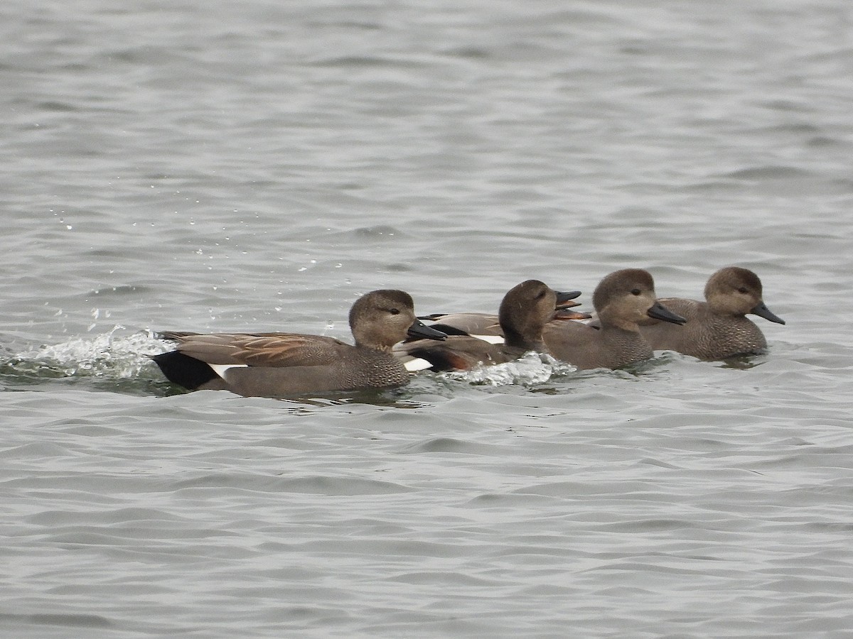 Gadwall - ML649386238