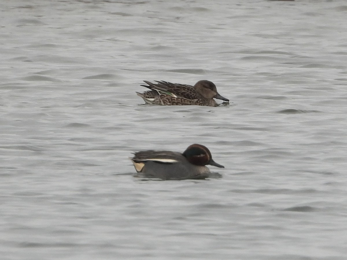 Green-winged Teal (Eurasian) - ML649386242