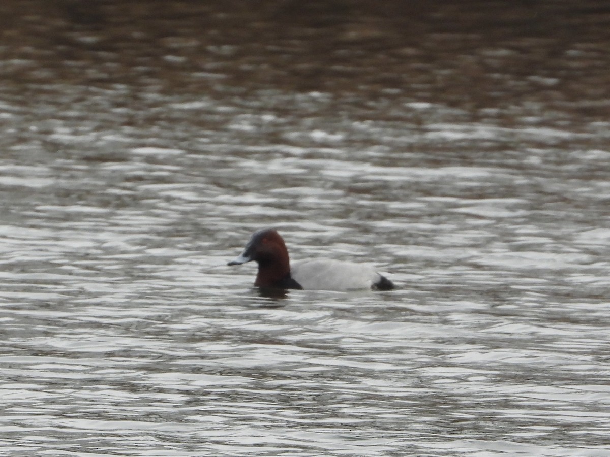 Common Pochard - ML649386246