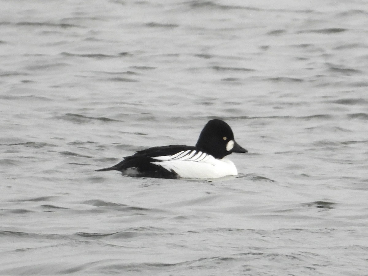 Common Goldeneye - ML649386250