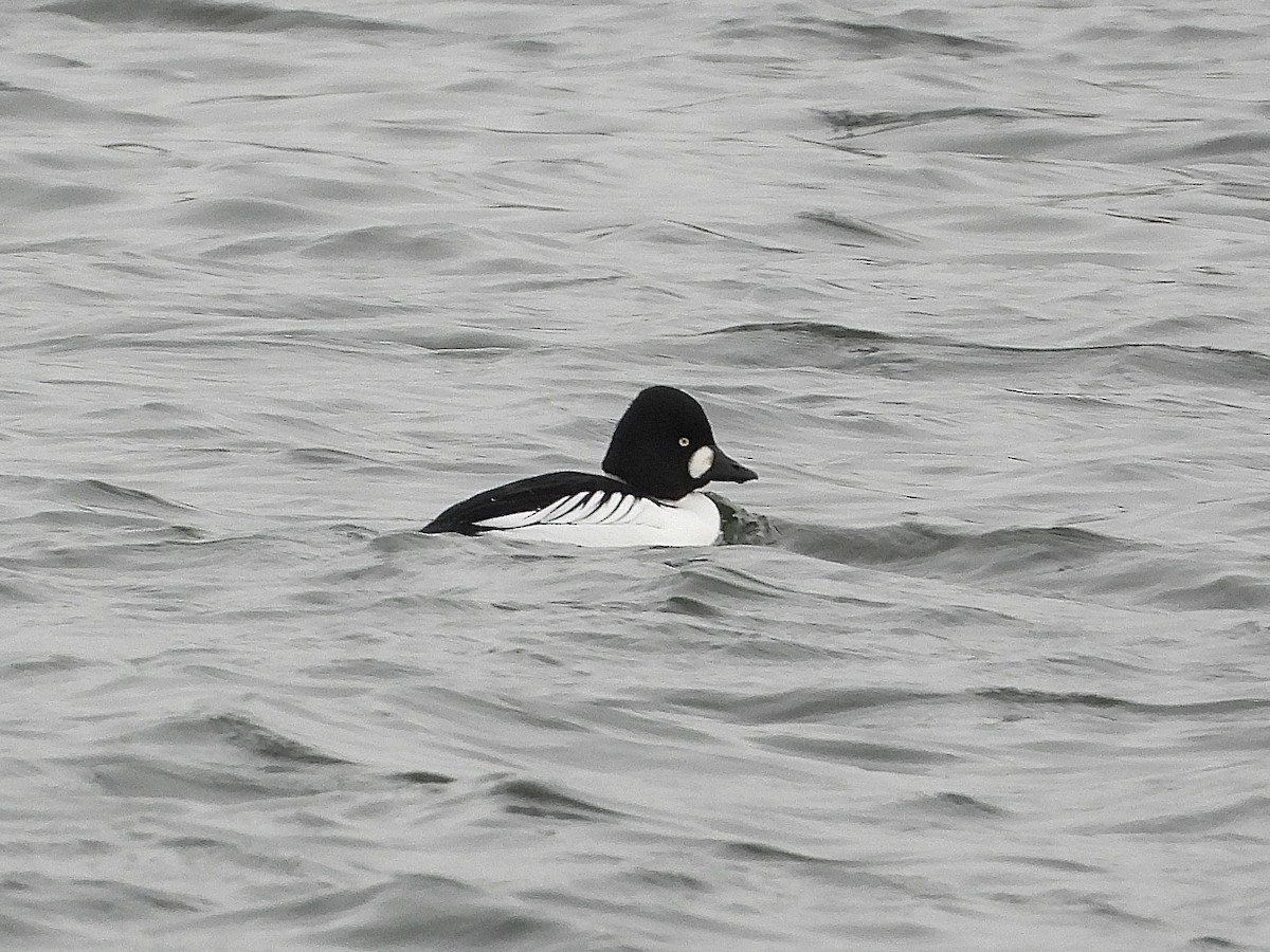 Common Goldeneye - ML649386251