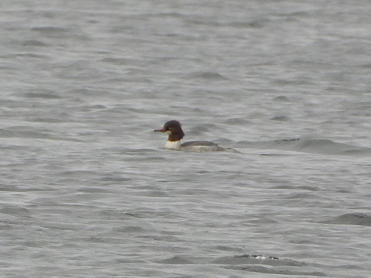 Common Merganser - ML649386265