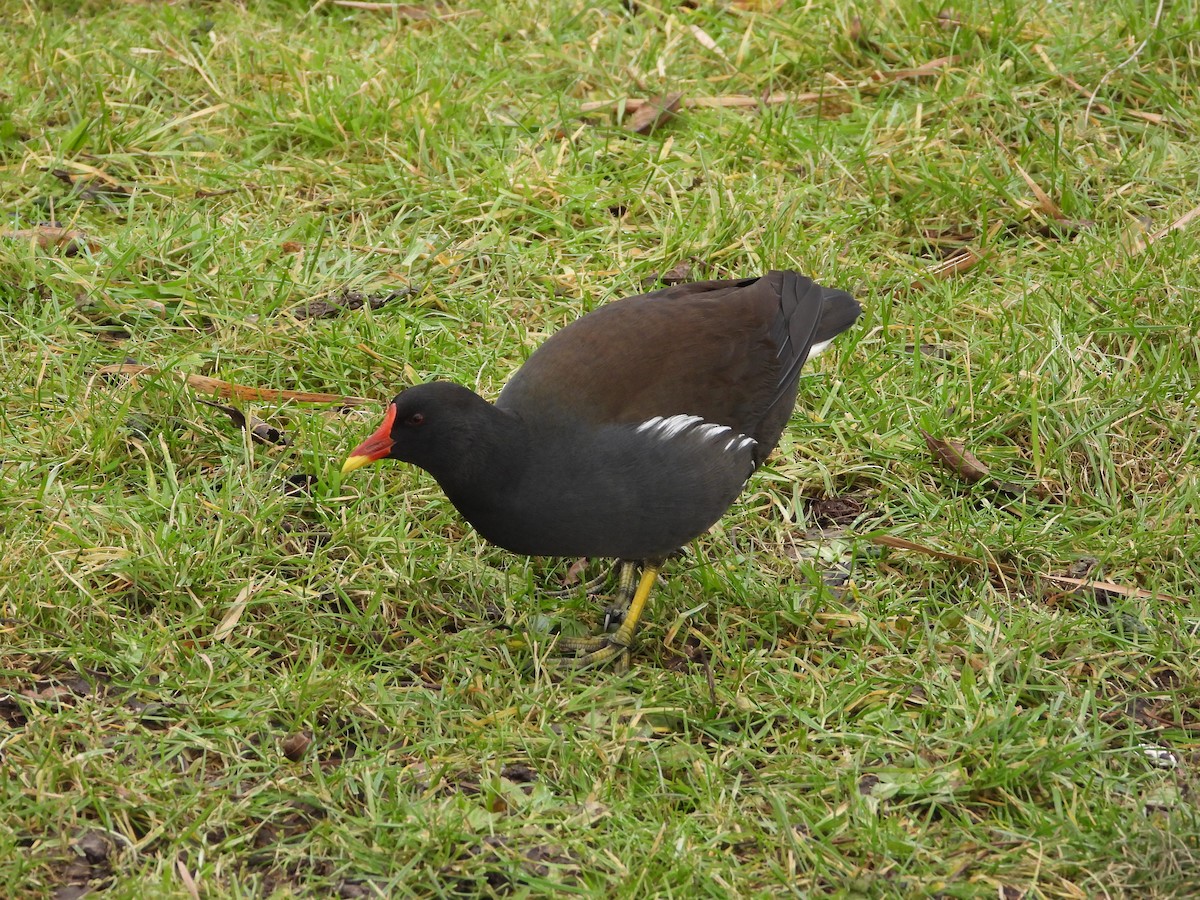 Eurasian Moorhen - ML649386272