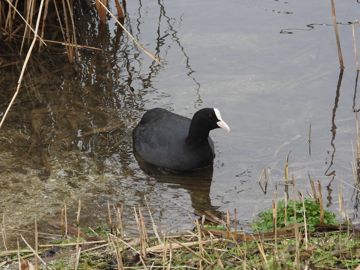 Eurasian Coot - ML649386282