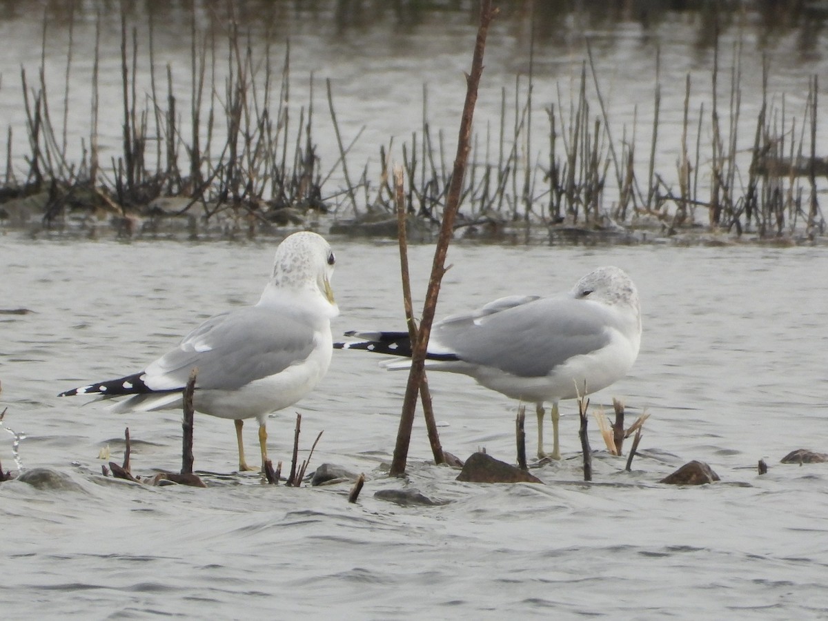 Common Gull (European) - ML649386287