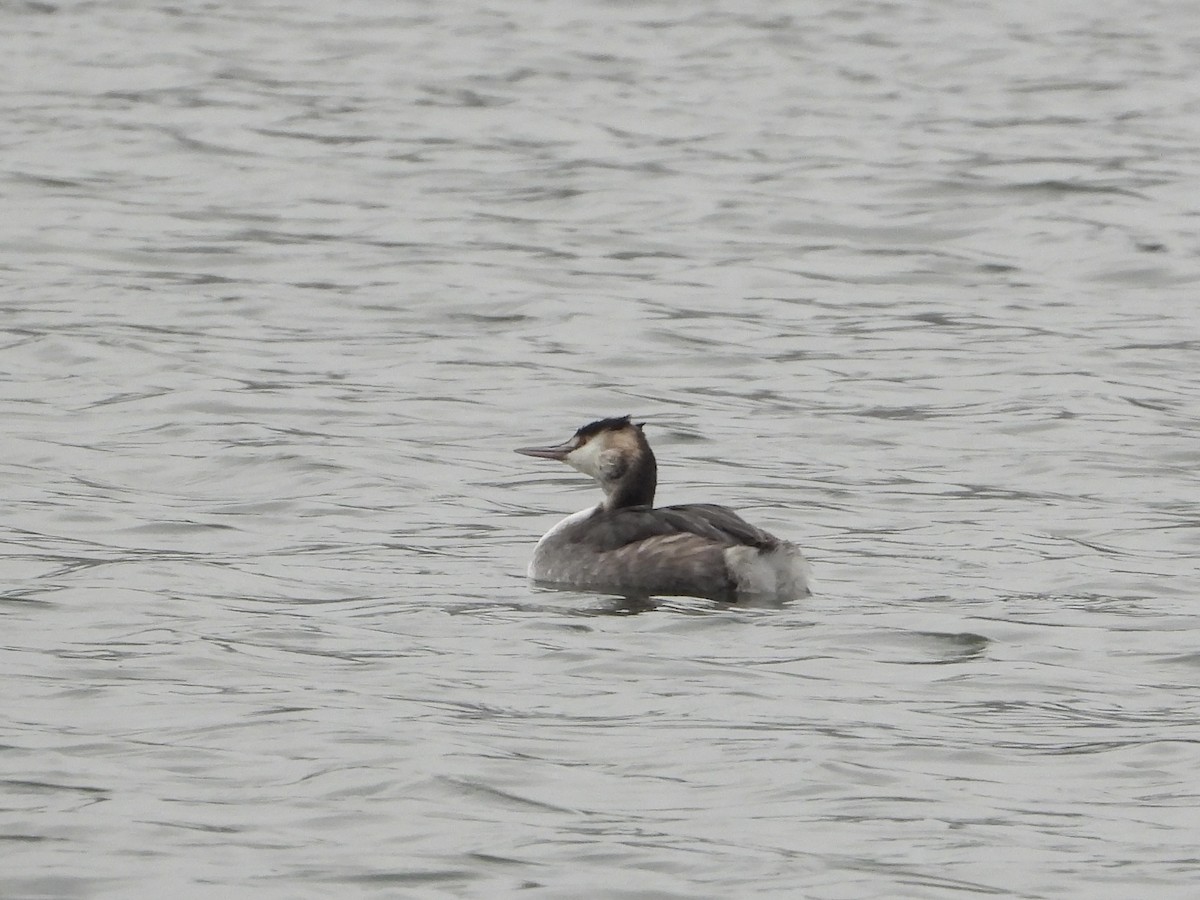Great Crested Grebe - ML649386319