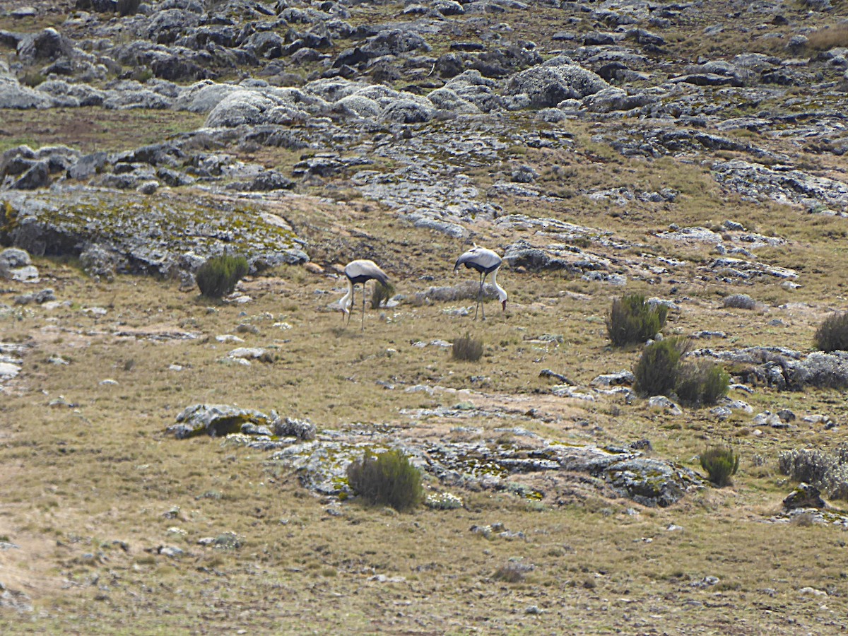 ホオカザリヅル - ML649386359